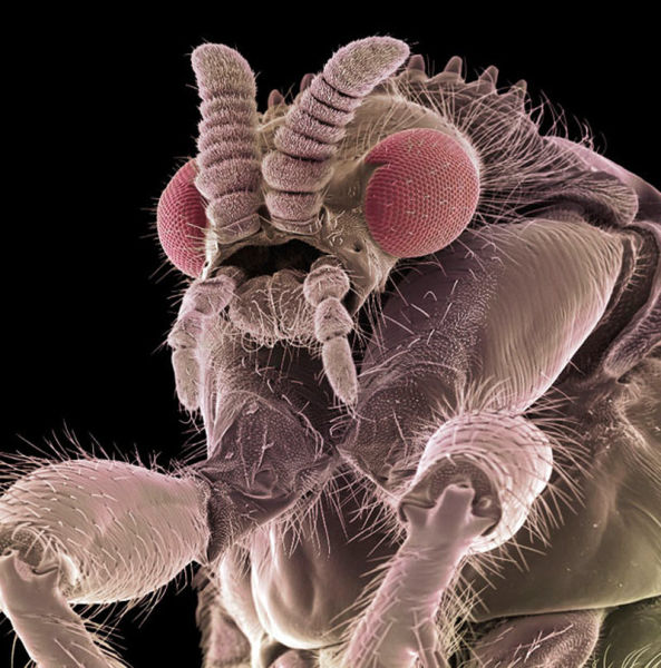 Close Ups of Insects in 3D