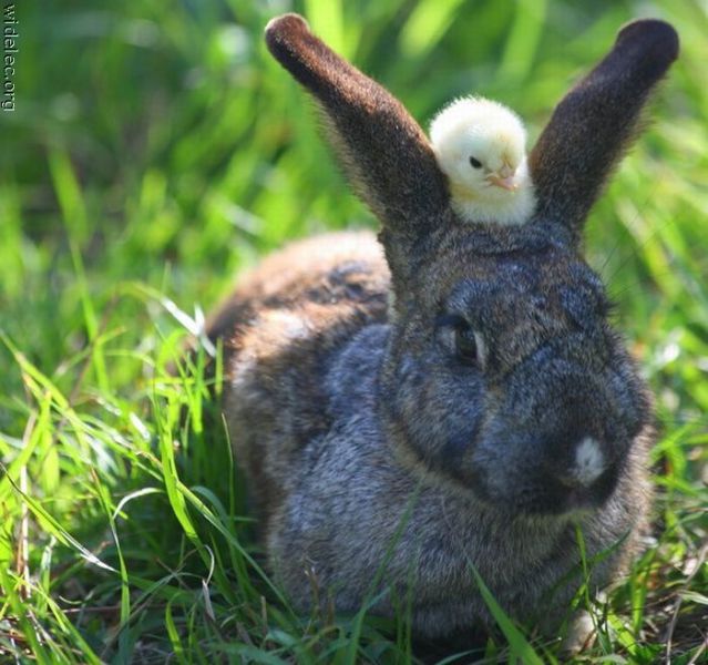 Funny Animal Couples