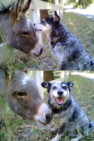 Funny Animal Couples
