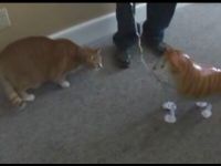 Cat vs Fake Cat