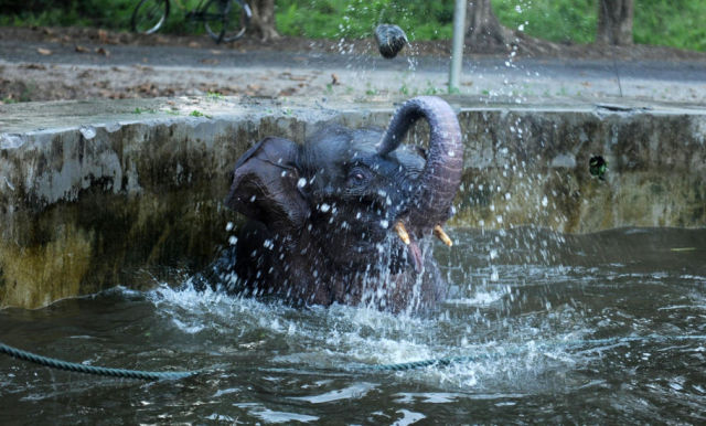 Rescue Operation for Baby Elephant