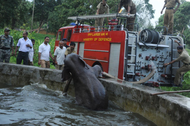 Rescue Operation for Baby Elephant