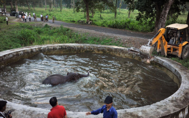 Rescue Operation for Baby Elephant