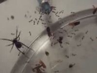 Black Widow Spider vs Fire Ants