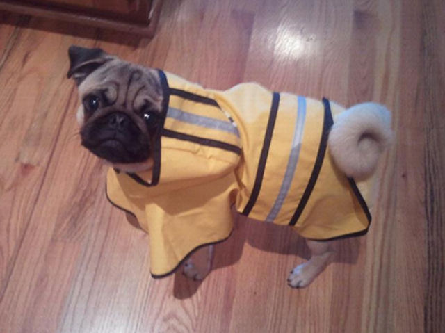 Pugs Preparing for the Hurricane