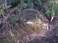 Trapping a Yellow Jacket Nest under a Glass Bowl