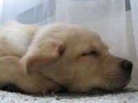 Cute Puppy Really Loves the Air Conditioning