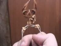 Thumb Wrestling with a Devil's Flower Mantis