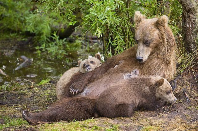 Cute Russian Bears (29 pics) - Izismile.com