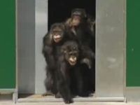 Lab Chimps See Sunlight for the 1st Time