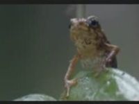 Most Intense Frog Ever