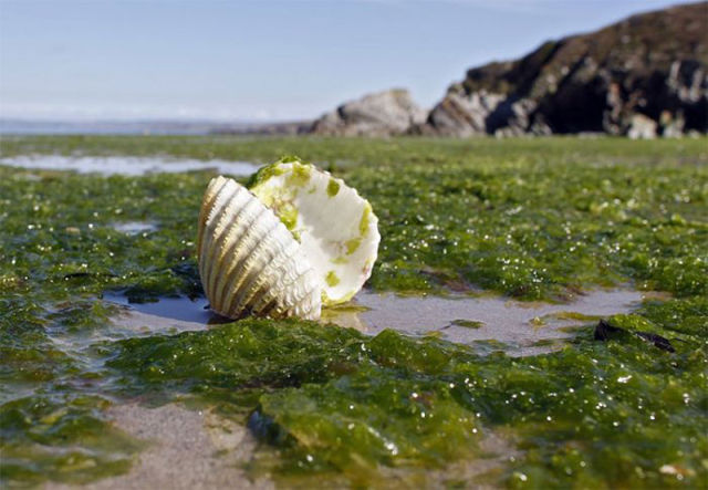 Foul Smelling Algae on French Beaches