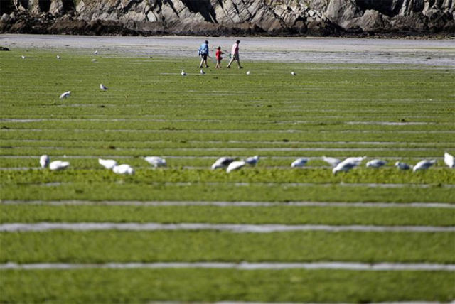 Foul Smelling Algae on French Beaches