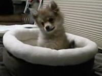 Puppy Thinks He’s a Wolf