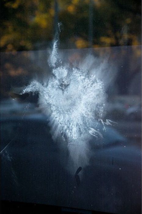 Incredible Impressions of Birds on Glass