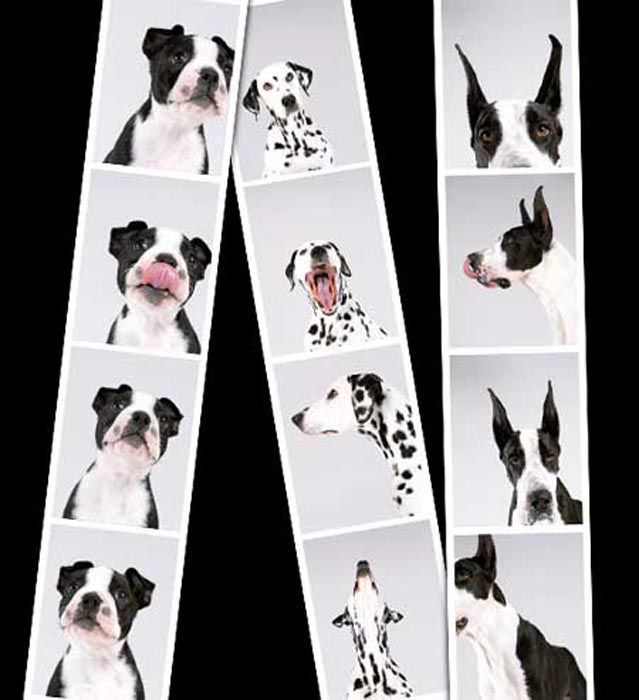 Adorable Photo Booth Puppy Pictures