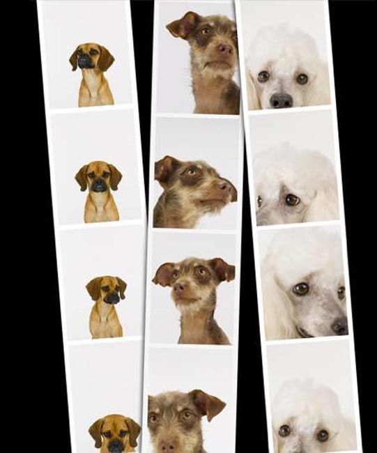 Adorable Photo Booth Puppy Pictures