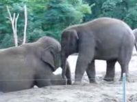 Cute Baby Elephant Wants to Ride Its Mother