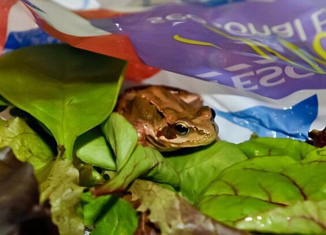 What You Can Find in a Bag of Salad