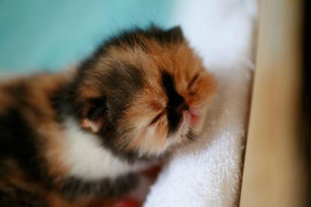The Sweetest Kitten Ever
