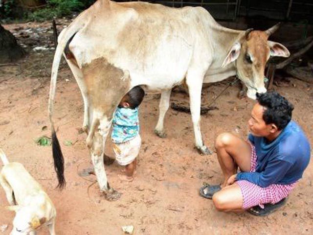 Milk Directly from the Milk Producer