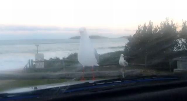 Trolling Seagulls Instruction [VIDEO]