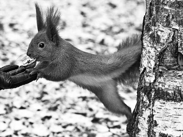 Frantic Squirrel Photography