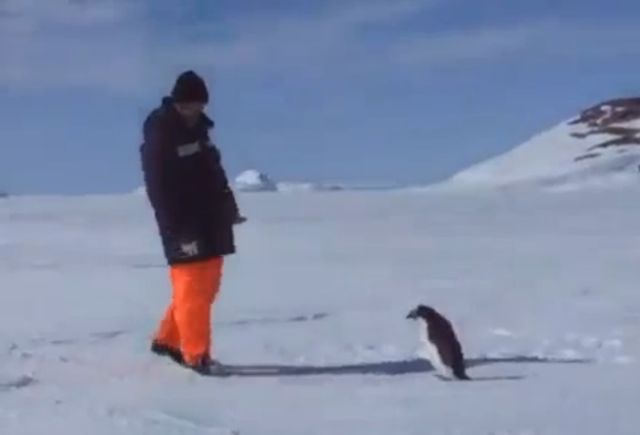Dangerous Penguin [VIDEO]