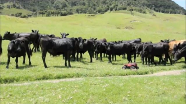 The Lord of the Cows [VIDEO]