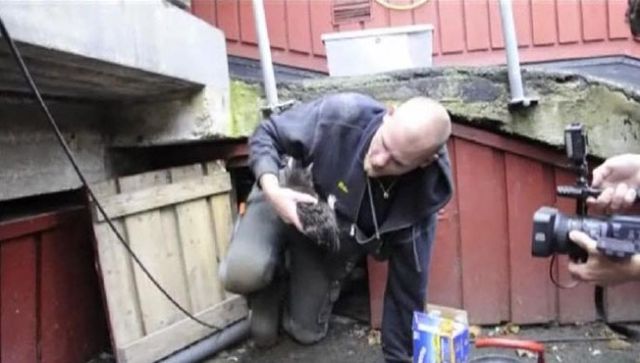 Saving-a-kitten Operation in Sweden