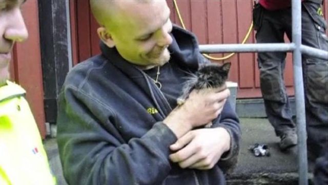 Saving-a-kitten Operation in Sweden