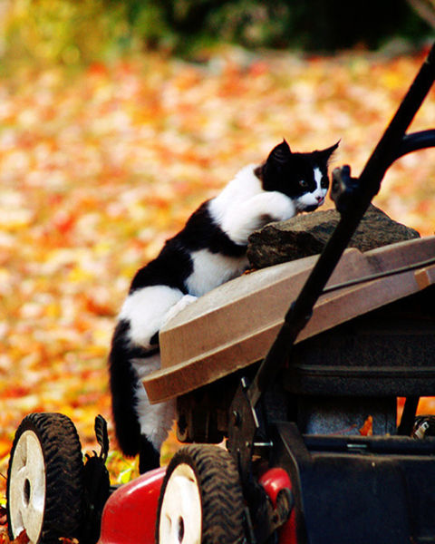 Adorable Felines Having A Blast In the Fall Leaves