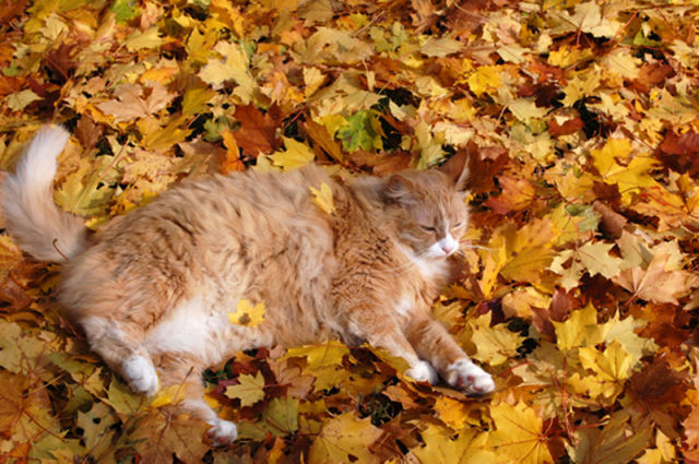 Adorable Felines Having A Blast In the Fall Leaves