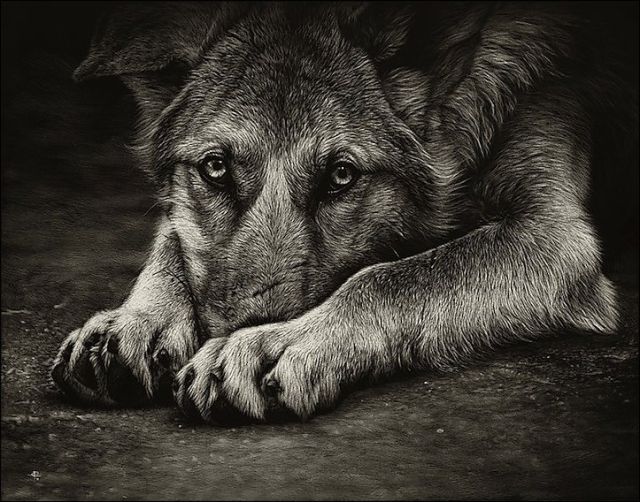 Stunning Life Like Animal Drawings