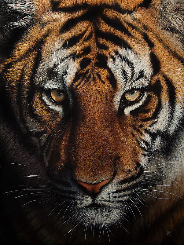 Stunning Life Like Animal Drawings