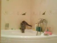 Why Cats Shouldn’t Go in the Bathroom…