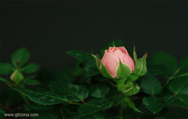 Great Gifs with Plants and Animals