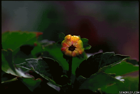 Great Gifs with Plants and Animals