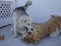 Tiger and Dog Playing Together