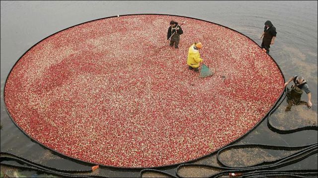 Impressive Cranberries Harvest