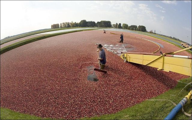 Impressive Cranberries Harvest
