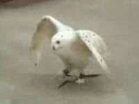How Cute Is This Running Owl