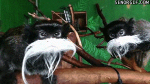 Funny Gif Animations with Animals