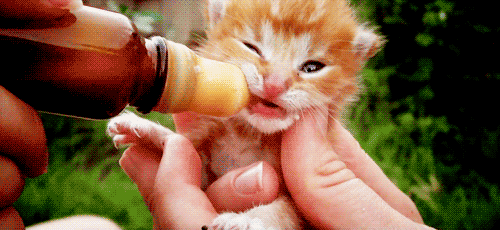Funny Gif Animations with Animals