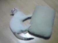 Funny Cat and the Spinning Pillow