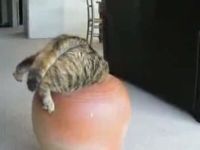 Curious Cat Got Stuck in Jar