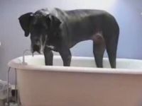Huge Dog Stuck in Bath Tub