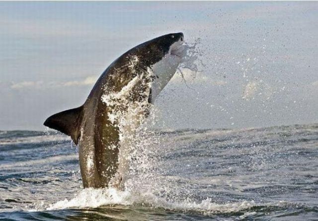Great White Shark on a Hunt