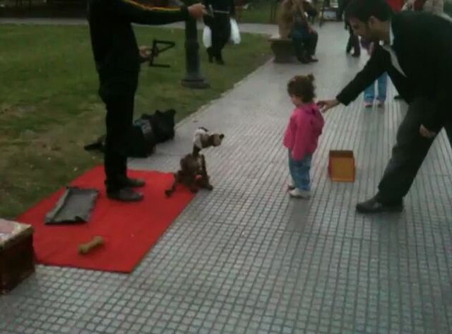 Amazing Dog Puppeteer [VIDEO]