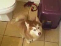 Husky Puppy Arguing about Taking a Bath
